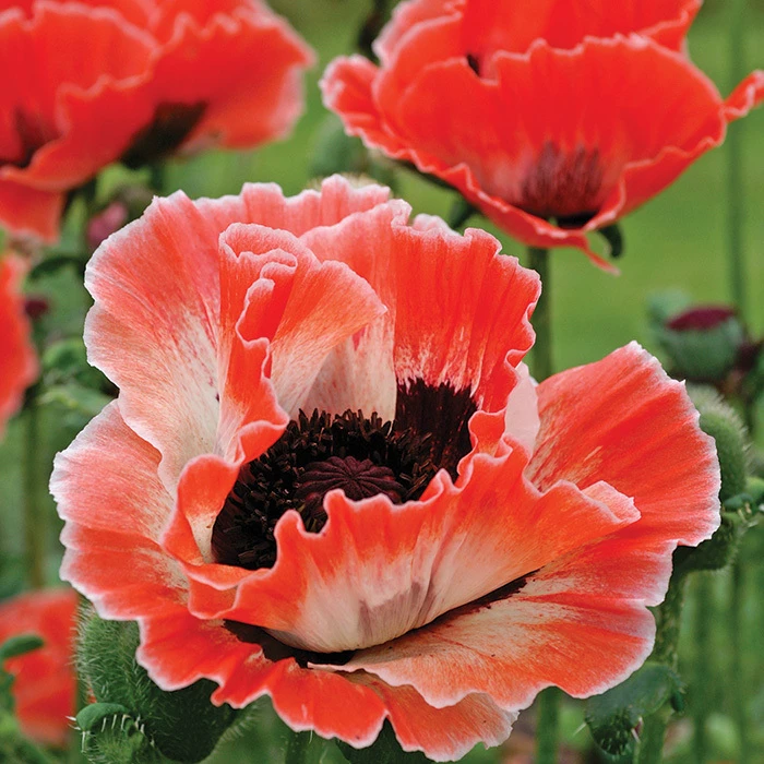 Carnival Oriental Poppy 3 Carnival Oriental Poppy