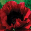 Heartbeat Oriental Poppy -Maximas Flower Shop 13551