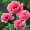 Burning Heart Oriental Poppy -Maximas Flower Shop 13553