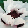 Snow Goose Oriental Poppy 2 Snow Goose Oriental Poppy -Maximas Flower Shop 13554