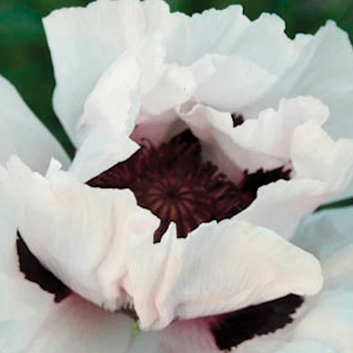 Snow Goose Oriental Poppy 3 Snow Goose Oriental Poppy