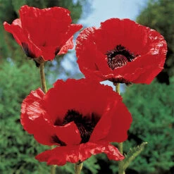 King Kong Oriental Poppy