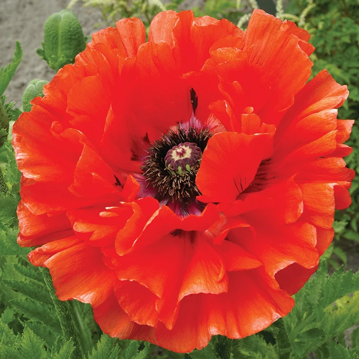 Eye Catcher Poppy 3 Eye Catcher Poppy