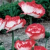 Place Pigalle Oriental Poppy 2 Place Pigalle Oriental Poppy -Maximas Flower Shop 13572