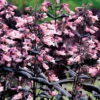 Dakota™ Burgundy Penstemon -Maximas Flower Shop 13605