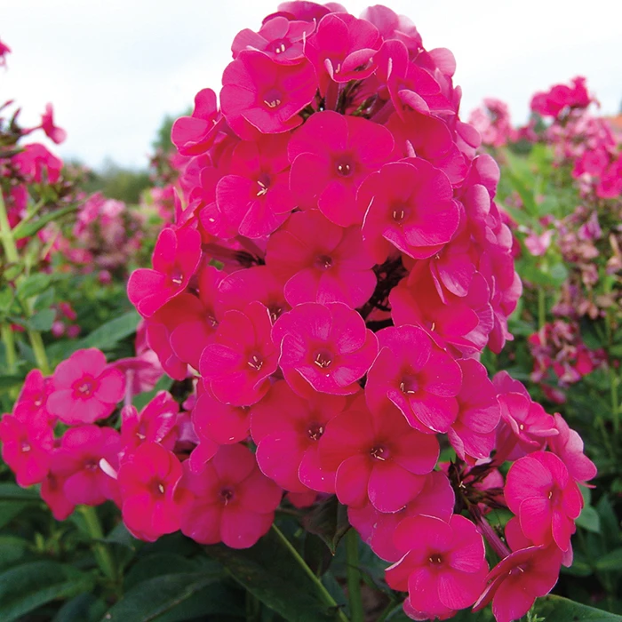 Grenadine Dream Phlox 3 Grenadine Dream Phlox