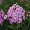 Uptown Girl Hardy Garden Phlox -Maximas Flower Shop 13664