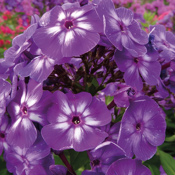 Laura Hardy Garden Phlox 3 Laura Hardy Garden Phlox