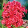 Orange Perfection Hardy Garden Phlox 2 Orange Perfection Hardy Garden Phlox -Maximas Flower Shop 13722