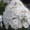 Super Ka-Pow™ White Phlox