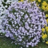 Blue Creeping Phlox 2 Blue Creeping Phlox -Maximas Flower Shop 13762
