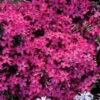 Wine Red Creeping Phlox 1 Wine Red Creeping Phlox -Maximas Flower Shop 13766