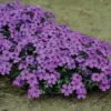Eye Shadow Creeping Phlox -Maximas Flower Shop 13769