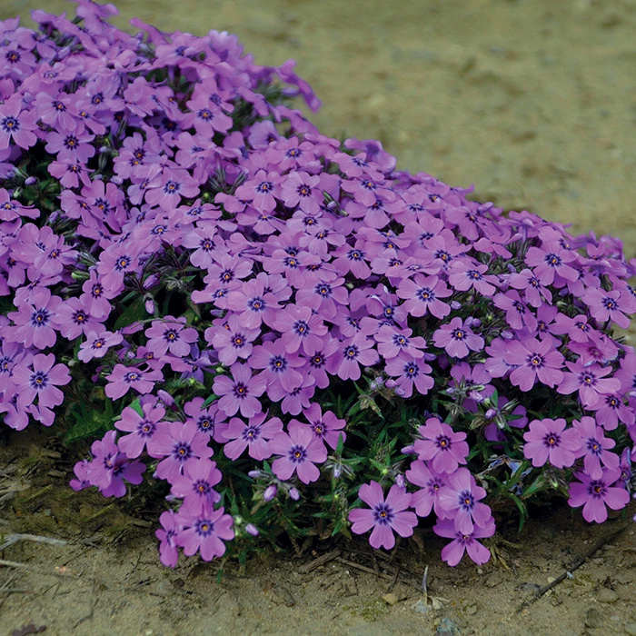Eye Shadow Creeping Phlox 3 Eye Shadow Creeping Phlox