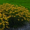 American Gold Rush Rudbeckia -Maximas Flower Shop 13971