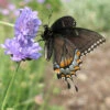 Butterfly Blue Scabiosa -Maximas Flower Shop 14082