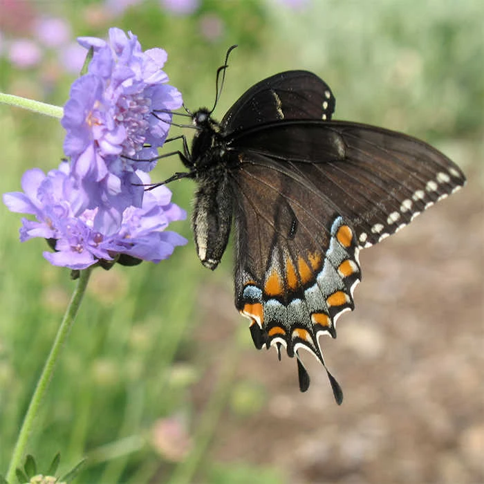 Butterfly Blue Scabiosa 2 Butterfly Blue Scabiosa
