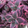 Sunsparkler® 'Dream Dazzler' Sedum 2 Sunsparkler® 'Dream Dazzler' Sedum -Maximas Flower Shop 14124