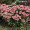 Autumn Joy Sedum 2 Autumn Joy Sedum -Maximas Flower Shop 14150