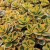 What A Doozie Sedum 2 What A Doozie Sedum -Maximas Flower Shop 14192