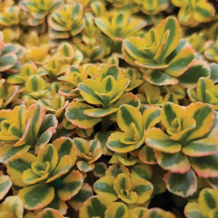 What A Doozie Sedum 3 What A Doozie Sedum