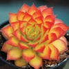 Chick Charms® Gold Sempervivum -Maximas Flower Shop 14200