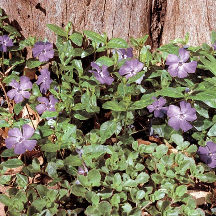 Bowles Variety Vinca 3 Bowles Variety Vinca