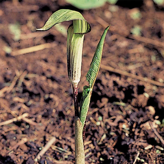 Jack In The Pulpit 3 Jack In The Pulpit