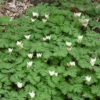 Dutchman's Breeches -Maximas Flower Shop 14708