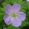 Wild Geranium -Maximas Flower Shop 14712