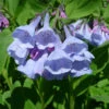 Virginia Bluebells -Maximas Flower Shop 14716
