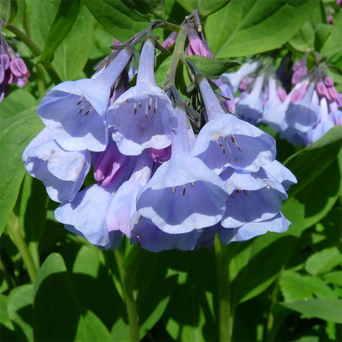 Virginia Bluebells 3 Virginia Bluebells