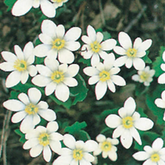 Bloodroot 3 Bloodroot