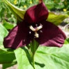 Purple Trillium -Maximas Flower Shop 14724