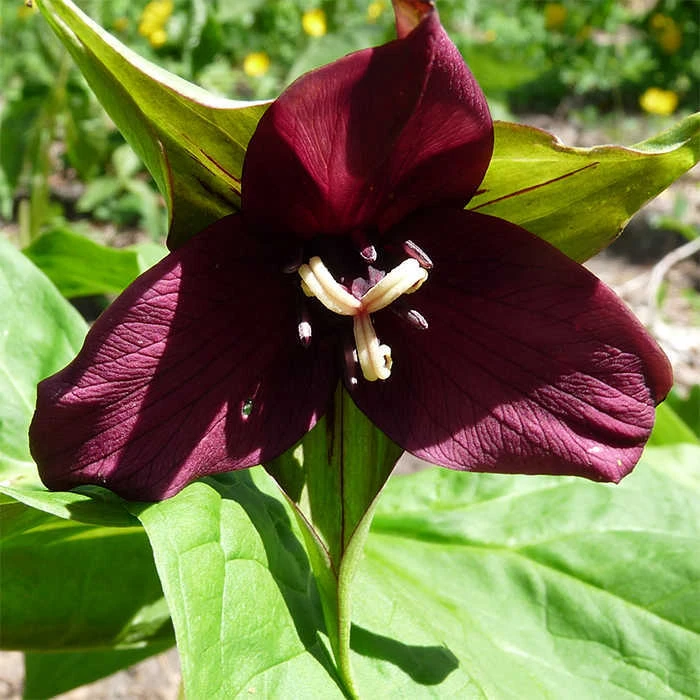 Purple Trillium 3 Purple Trillium