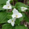 White Trillium -Maximas Flower Shop 14726