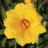 Stella De Oro Daylily -Maximas Flower Shop 15358a