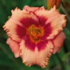 Strawberry Candy Daylily -Maximas Flower Shop 15361