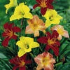Mini Daylily Mix 2 Mini Daylily Mix -Maximas Flower Shop 15490