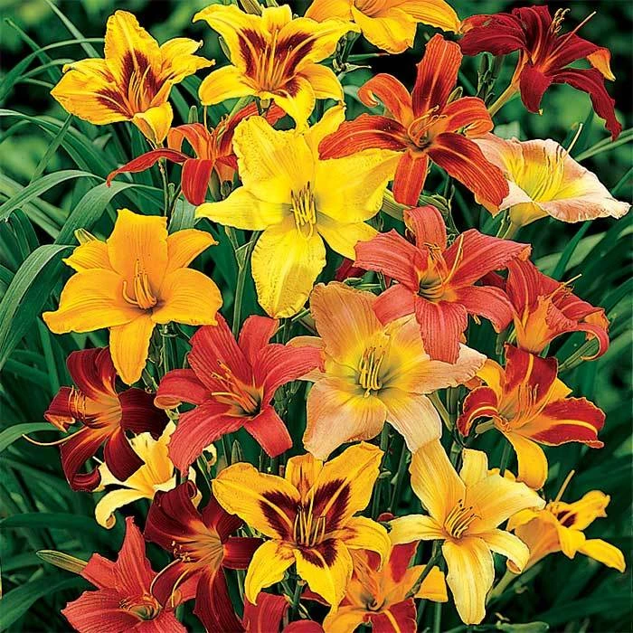 Color Wheel Daylily Mix 3 Color Wheel Daylily Mix