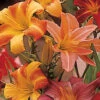 Pastel Parfait Daylily Mix -Maximas Flower Shop 15493