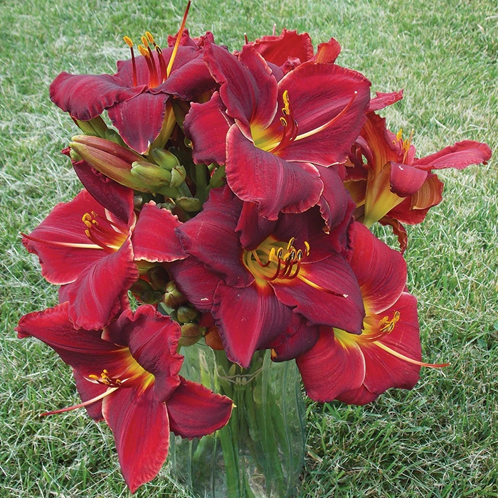 Ravishing Red Daylily Mix 3 Ravishing Red Daylily Mix