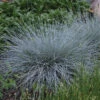 Blue Whiskers Fescue Grass -Maximas Flower Shop 17119 Grass Festuca BlueWhiskers