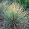 Standing Ovation Little Bluestem -Maximas Flower Shop 17167