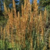 Golden Sunset™ Yellow Prairie Grass -Maximas Flower Shop 17179