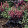 Heuchera Timeless Night 2 Heuchera Timeless Night -Maximas Flower Shop 17184a