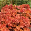 Northern Exposure™ Amber Heuchera -Maximas Flower Shop 17188