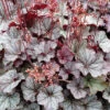 Northern Exposure™ Silver Heuchera -Maximas Flower Shop 17191