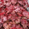 Northern Exposure™ Red Heuchera -Maximas Flower Shop 17204a