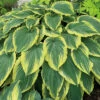Drop-Dead Gorgeous Hosta -Maximas Flower Shop 17428